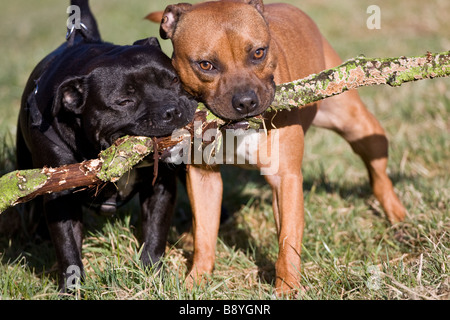 Zwei Staffordshire Bull Terrier mit einem Stock spielen Stockfoto