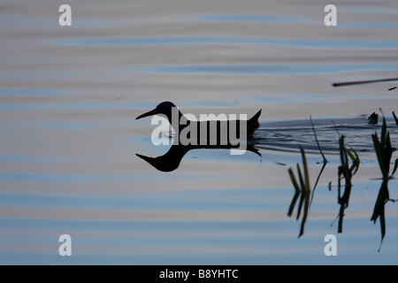 Wasser-Schiene Rallus Aquaticus schwimmen über Wasser mit Silhouette und Reflexion, Worcestershire, England. Stockfoto