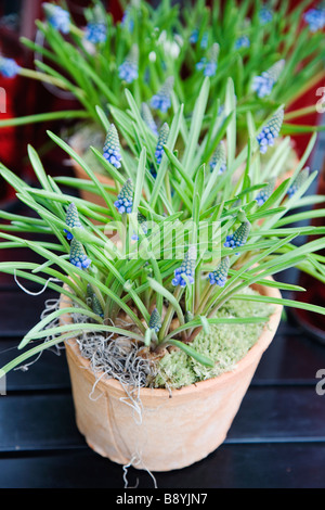 Blumen in einem Topf Nahaufnahme. Stockfoto