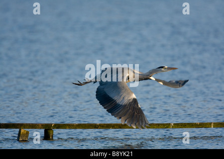 Grey Heron Ardea Cinerea flüchten vom Boom im Reservoir, Worcestershire, England. Stockfoto