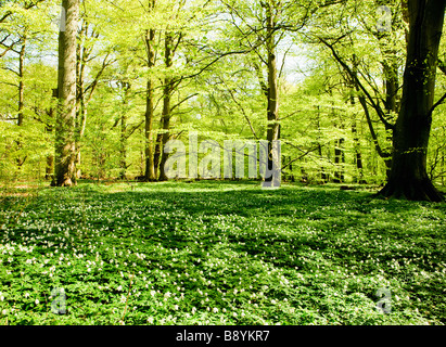 Buchenholz und Holz Anemonen im Frühjahr Skane Schweden. Stockfoto