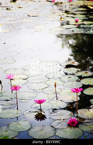 Wasser-Lilien im Teich Thailand. Stockfoto