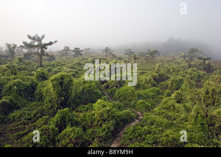 Nebliger Morgen Szene im Royal Chitwan Nationalpark Sauraha Nepal Stockfoto