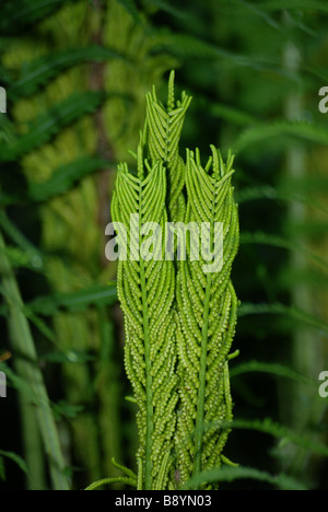 Ein Strauß Farn im zeitigen Frühjahr ebenso wie die Blätter beginnen zu entstehen. Stockfoto