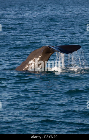 Pottwal Tauchen Stockfoto
