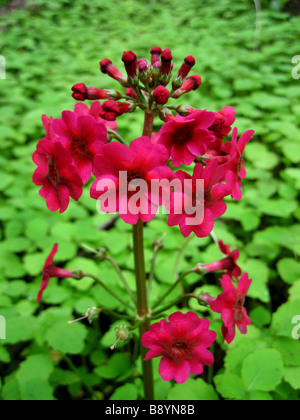 Eine Primula Japonica 'Millers Crimson' Stockfoto