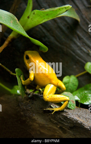 Goldenes Gelb Dart Frog Stockfoto