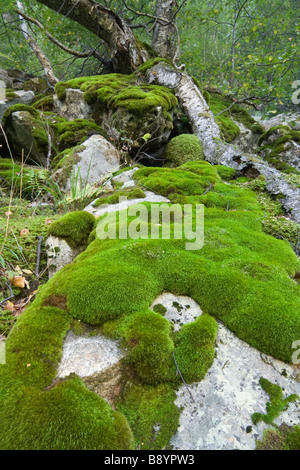 Rock mit Moosen, Eriste Tal, Naturpark Posets alles, Provinz Huesca, Aragon, Spanische Pyrenäen Stockfoto