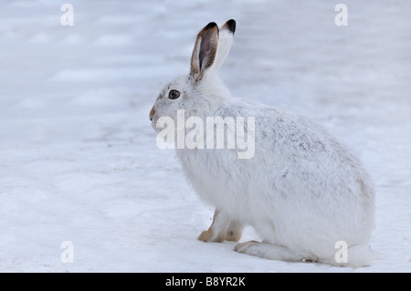 White-tailed Jackrabbit 0920 Stockfoto