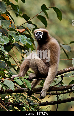 Hoolock Gibbon Bunopithecus Hoolock weiblich auf die Baumkronen im Nordosten indischen Bundesstaat Arunachal Pradesh Stockfoto