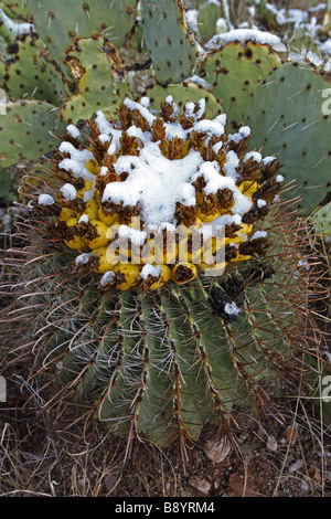 Angelhaken Barrel Cactus mit Früchten im Schnee (Ferocactus Wislizeni) Feigenkaktus (Opuntia Spp) hinter - Sonora-Wüste AZ Stockfoto