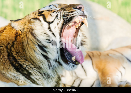 Erwachsene männliche Tiger (Pantera Tigris), Gähnen nach Essen Stockfoto