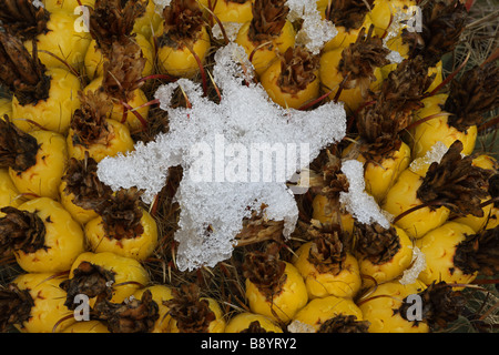 Angelhaken Barrel Cactus mit Früchten im Schnee (Ferocactus Wislizeni) Feigenkaktus (Opuntia Spp) hinter - Sonora-Wüste AZ Stockfoto