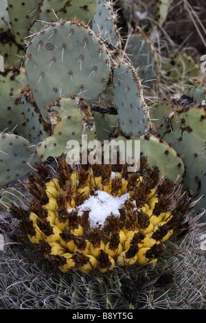 Angelhaken Barrel Cactus mit Früchten im Schnee (Ferocactus Wislizeni) Feigenkaktus (Opuntia Spp) hinter - Sonora-Wüste AZ Stockfoto