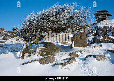 Windgepeitschten Schnee bedeckten Baum auf Bodmin Moor mit Cheesewring im Hintergrund Stockfoto