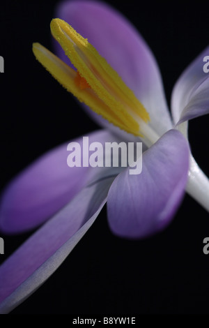 Krokus Blume 2 Stockfoto