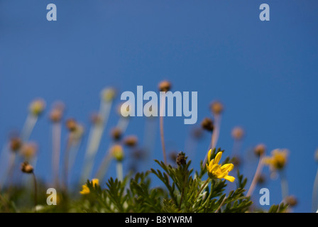 gelbe Blumen Stockfoto