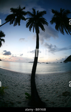 Palmen im Sonnenuntergang auf dem Paradies Strand von Cane Garden Bay auf der karibischen Insel Tortola auf den British Virgin Islands Stockfoto