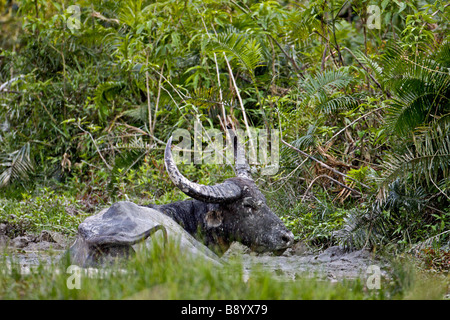 Wilde Büffel im Kaziranga Nationalpark nordöstlich indischen Bundesstaat Assam Stockfoto