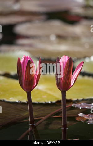 Polaren oder Seerose am Codrington College, St. John Parish, Barbados, "West Indies" Stockfoto