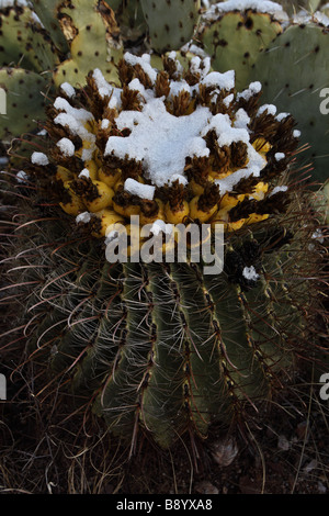 Angelhaken Barrel Cactus mit Früchten im Schnee (Ferocactus Wislizeni) Feigenkaktus (Opuntia Spp) hinter - Sonora-Wüste AZ Stockfoto