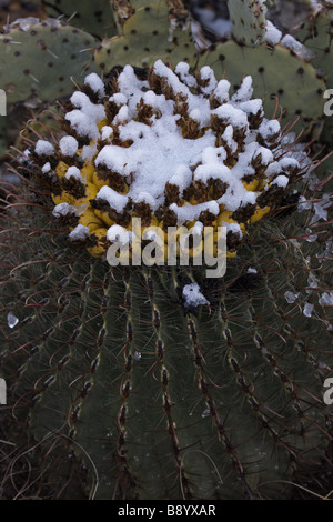 Angelhaken Barrel Cactus mit Früchten im Schnee (Ferocactus Wislizeni) Feigenkaktus (Opuntia Spp) hinter - Sonora-Wüste AZ Stockfoto