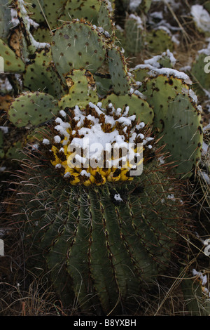 Angelhaken Barrel Cactus mit Früchten im Schnee (Ferocactus Wislizeni) Feigenkaktus (Opuntia Spp) hinter - Sonora-Wüste AZ Stockfoto