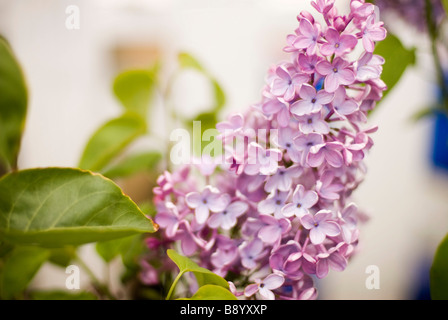 lila Blume Stockfoto