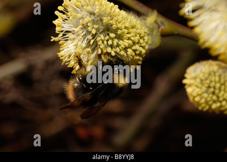 Hummel (frühe Hummel, Bombus Pratorum) auf Willow Catkin im zeitigen Frühjahr. Dies kann eine Königin sein. Stockfoto