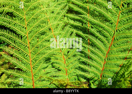 Silver Fern Wedel, Arthur's Pass National Park, Region Canterbury, Südinsel, Neuseeland Stockfoto