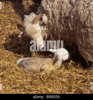 Ein Whitefaced Waldland-Schaf mit seiner Lamm Wimpole Home Farm, Cambridgeshire. Stockfoto