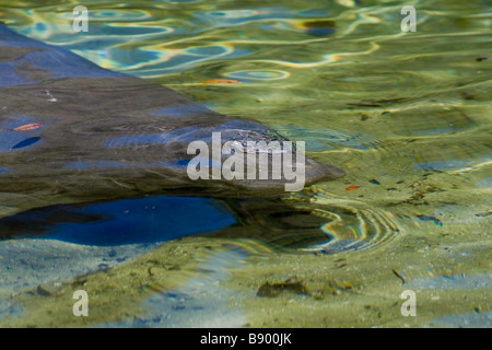 Seekuh in Blue Springs frisches Wasser für ein bisschen Frühlingsluft Zeit kommen. Stockfoto