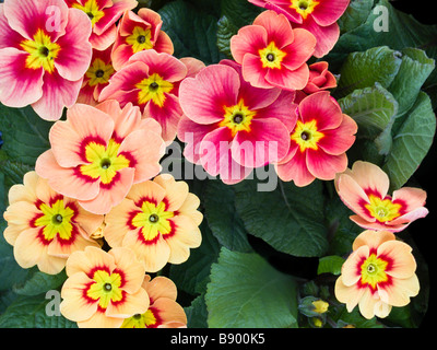 Rot, Orange & Gelbe Primel Blumen Stockfoto