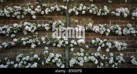 Nahaufnahme eines espaliered Apfels Api Rose mit weißen Blüten und rosa Knospen gegen eine Wand in Westbury Court Gardens Stockfoto