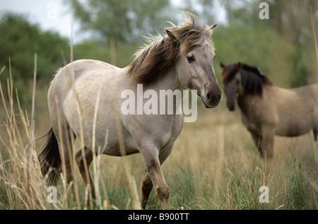 Konik Ponys auf Wicken Fen die wilden Pferde verwendet werden, um zu löschen und verwalten das Peeling Stockfoto