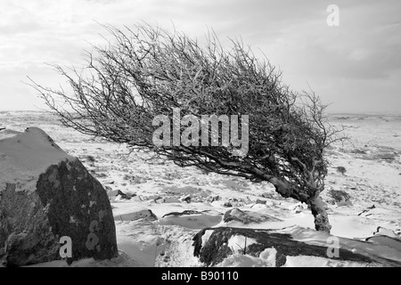 Windgepeitschten Schnee bedeckten Baum auf Bodmin Moor in schwarz / weiß Stockfoto