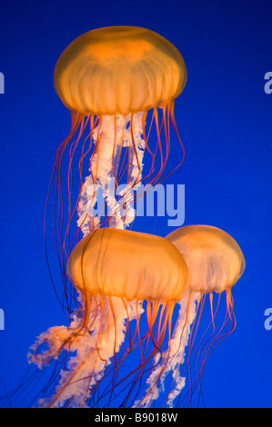 Pazifischen Meer Brennnessel Quallen (Chrysaora Fuscescens) Vancouver Aquarium, Vancouver BC Kanada Stockfoto