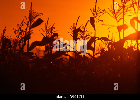 Mais im Feld Silhouette bei Sonnenuntergang Stockfoto