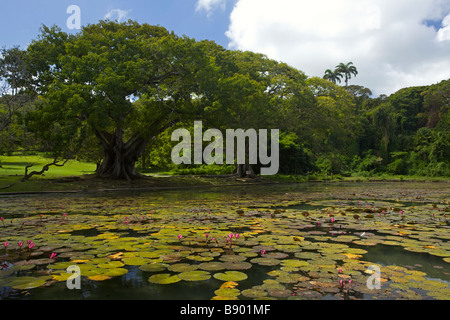 Seerosenteich Codrington College, die älteste anglikanische theologische Hochschule in der westlichen Hemisphäre, Barbados, "West Indies" Stockfoto