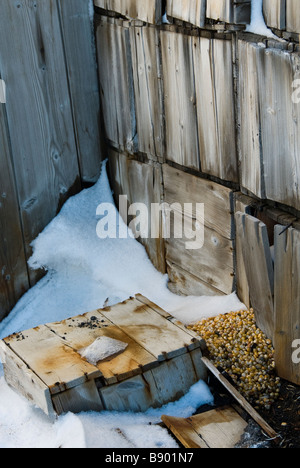 Verschüttete Mais bleibt außen Shackletons Nimrod-Expedition Hütte, Kap Royds Rossmeer, Antarktis. Stockfoto