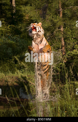 Sibirischer Tiger springen aus dem Wasser von einem seichten Teich Stockfoto