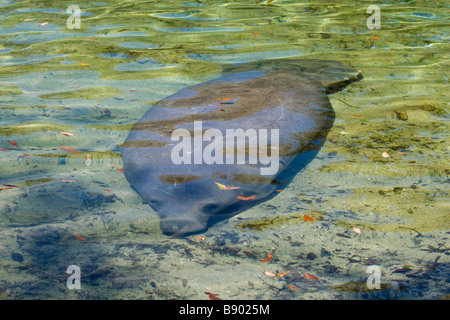 Seekuh in Blue Springs frisches Wasser für ein bisschen Frühlingsluft Zeit kommen. Stockfoto