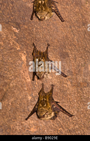 Gruppe von Rüssel Fledermäusen (Rhynchonycteris Naso) ruht auf einem Baum entlang des Flusses Sierpe auf der Halbinsel Osa, Süden Costa Ricas. Stockfoto