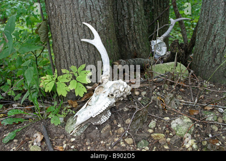 Hirsch-Schädel im Wald Stockfoto