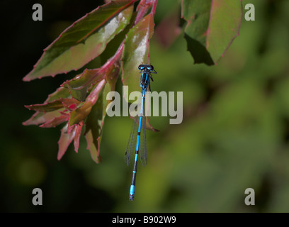 Azure Damselfly, Coenagrion puella, ruht im Sommer auf Fuchsienbusch in Dorset, UK Stockfoto