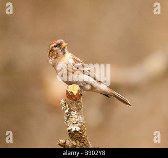 Weibliche Redpoll Stockfoto