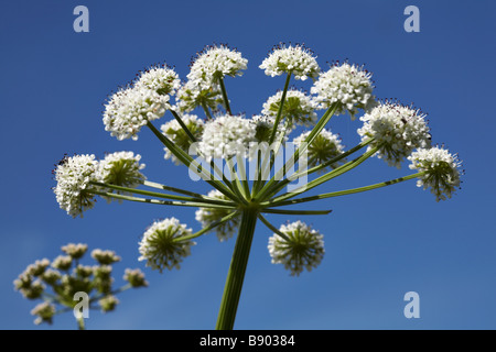 Hemlock Wasser Dropworts, Oenanthe Crocata, umrahmt von blauen Himmel in Dorset im Sommer Stockfoto