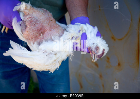 Rancher Inspektion Geflügel auf Anzeichen von "Vogelgrippe". Stockfoto