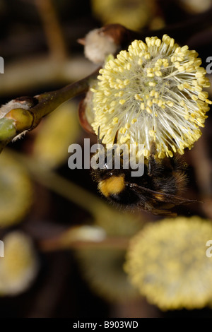 Hummel (frühe Hummel, Bombus Pratorum) auf Willow Catkin im zeitigen Frühjahr. Dies kann eine Königin sein. Stockfoto