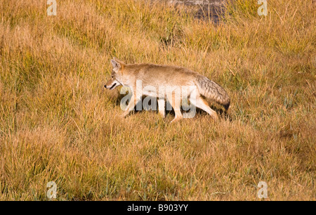 Einsamer Coyote Jagd im Grünland, Hayden Valley, Yellowstone-Nationalpark, Wyoming USA Stockfoto